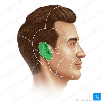 <p>Ears</p>