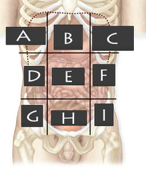 <p>ascending colon, liver, gallbladder</p>