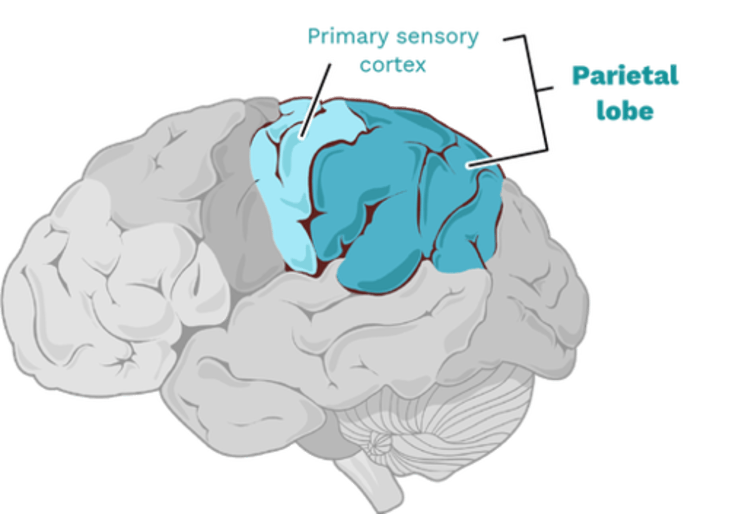 <p>contains the somatosensory cortex (esp. feeling of pressure, touch, pain; proprioception; gustation (taste)</p><p>damage:</p><p>- apraxia = 🦿inability to perform skilled motor mvmts</p><p>- anosognosia = 🚫insight/recognize own d/o</p><p>- Gerstmann's syndrome = ☝️finger agnosia, R-L confusion, 📝agraphia, 🧮acalculia (can't maths)</p>
