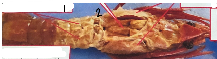 <p>point 2 on this crayfish </p>