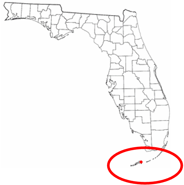 <p>Key deer</p><p>sub spec of white tailed</p><p>endangered</p><p>habitat loss, domestication</p>