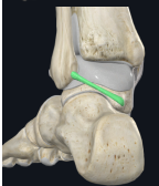 <p>What movement is limited at the posterior talofibular ligament?</p>
