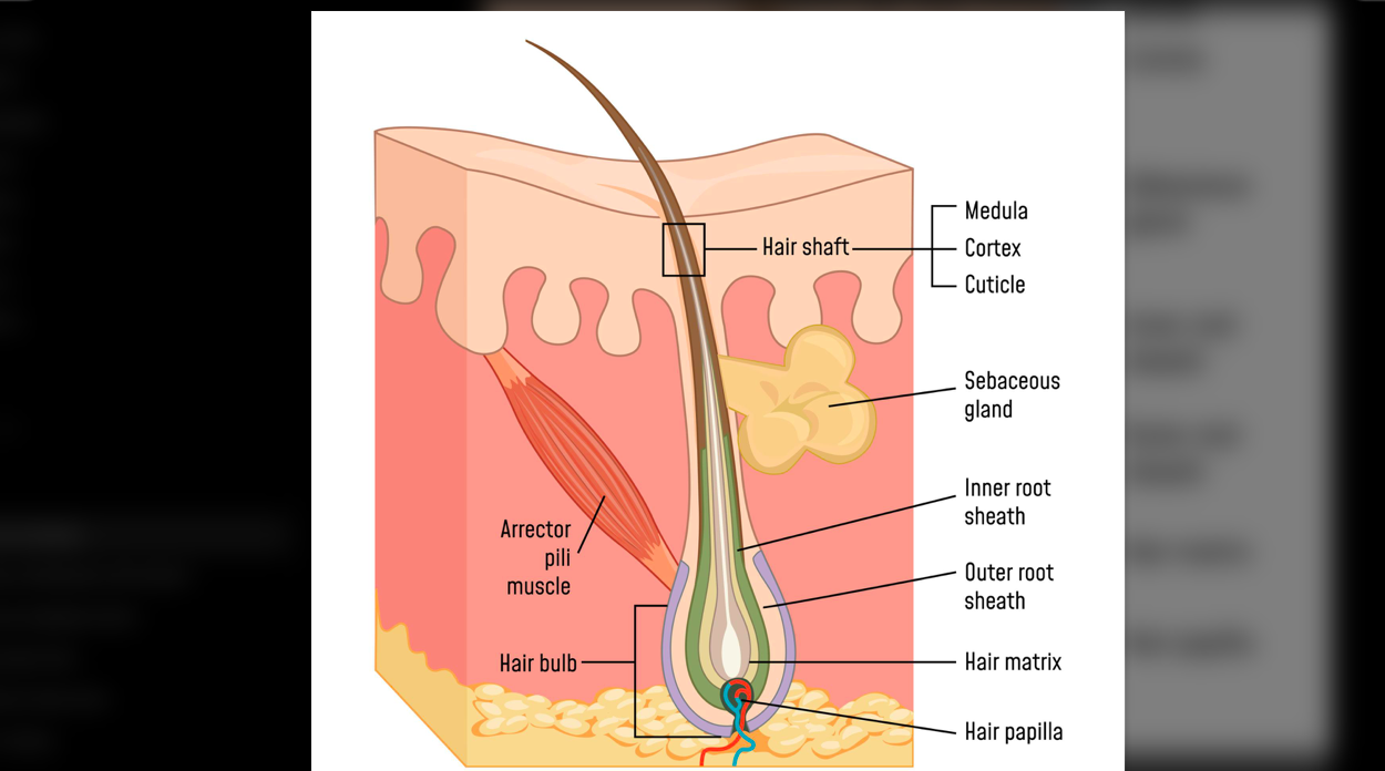 <p>A bundle of smooth muscle attached to a hair follicle that contracts to pull the hair shaft upright, producing goosebumps.</p>