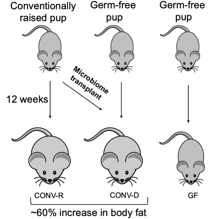 <p><strong>gut microbiota</strong> is an important environmental factor affecting <strong>energy harvest from diet and energy storage in host.</strong></p>