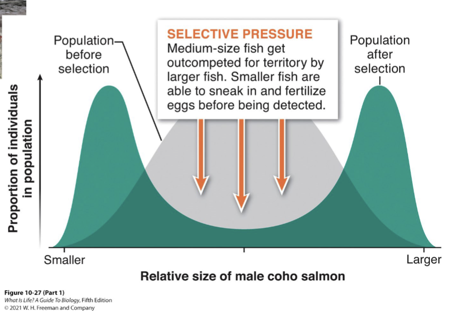<p>individuals in both extreme phenotypes have the highest fitness</p>