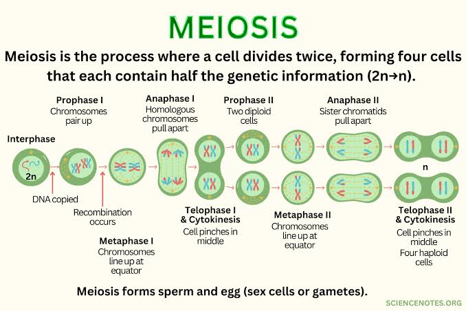<p>sexual reproduction, meiosis</p>