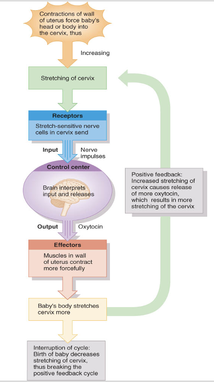 <ol><li><p>labor and delivery</p></li><li><p>action potentials</p></li><li><p>urge to urinate </p></li></ol><p></p>