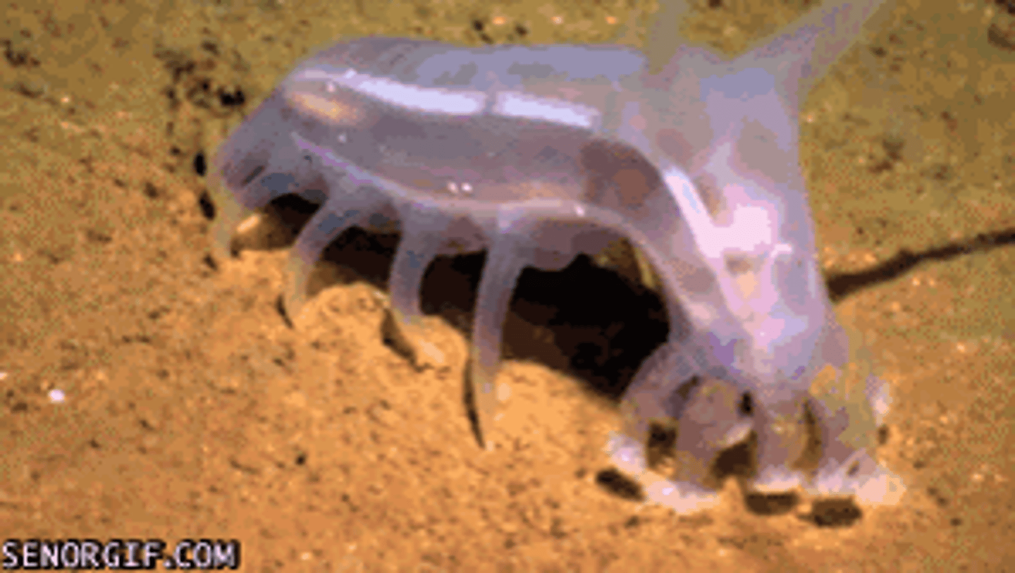 <p>Sea pigs are the only sea cucumbers that can move with these.</p>