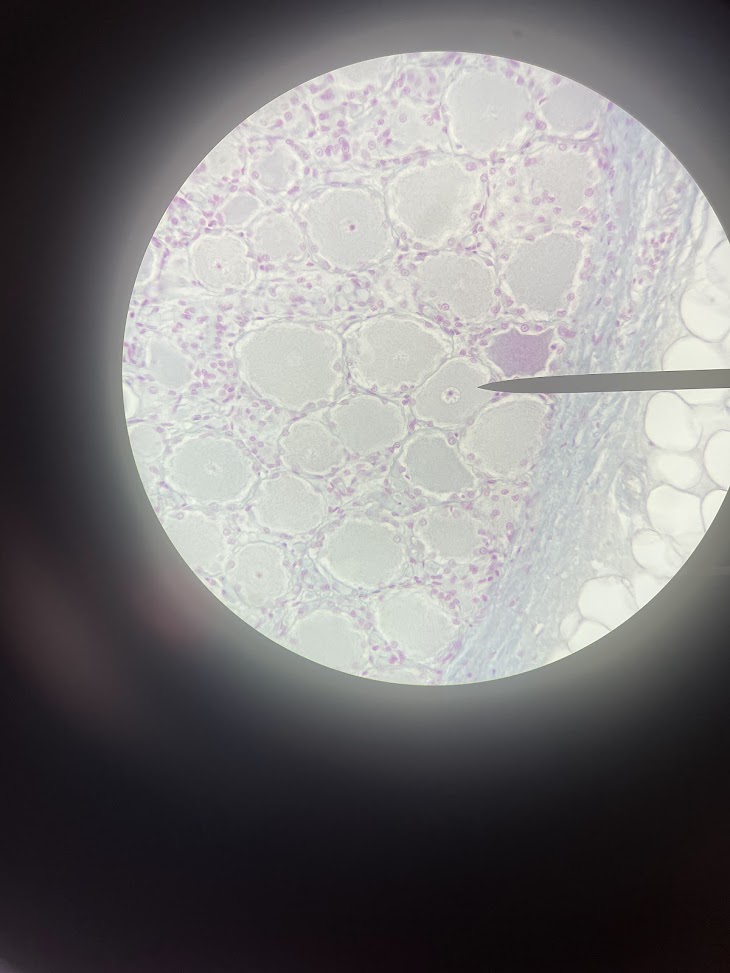 <p>structure name</p>