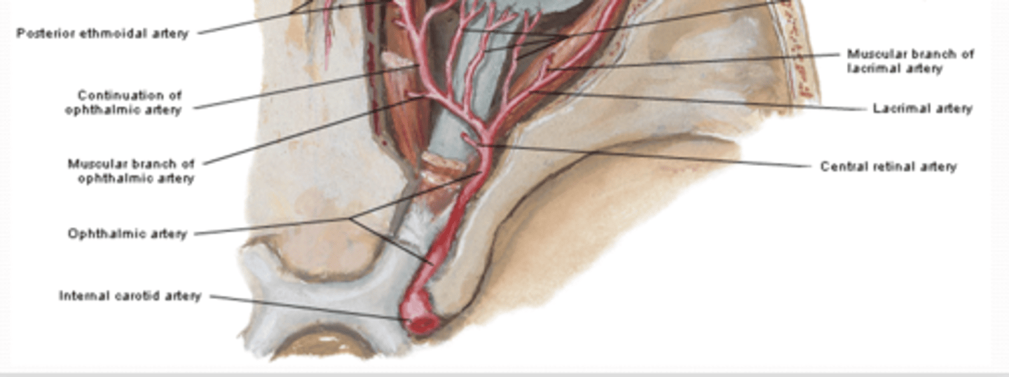 <p>What is the function of the central artery, and what is its clinical relevance?</p>
