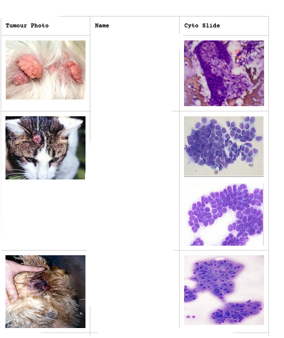 <p>Epith cells and their tumours</p>