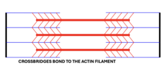 <p>Calcium is released which bonds the cross bridges to the actin</p>