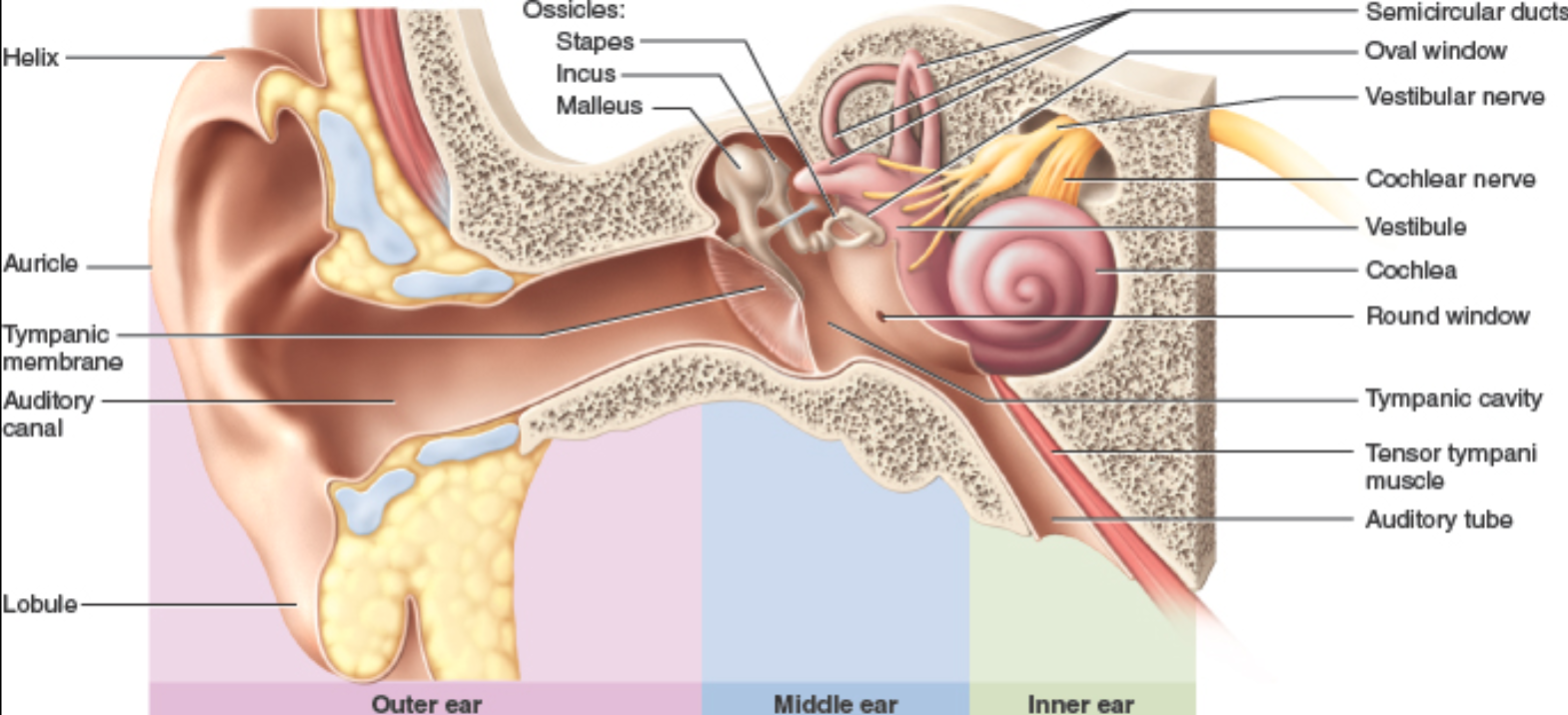 <ul><li><p>auricle (pinna)</p></li><li><p>external auditory canal</p></li></ul><p></p>