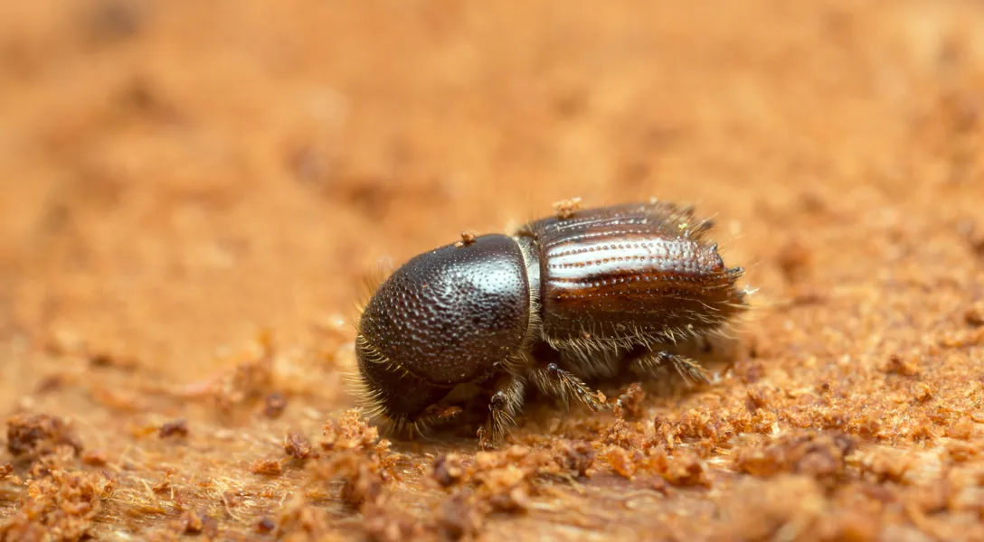 <p>What order is this insect found in?</p>