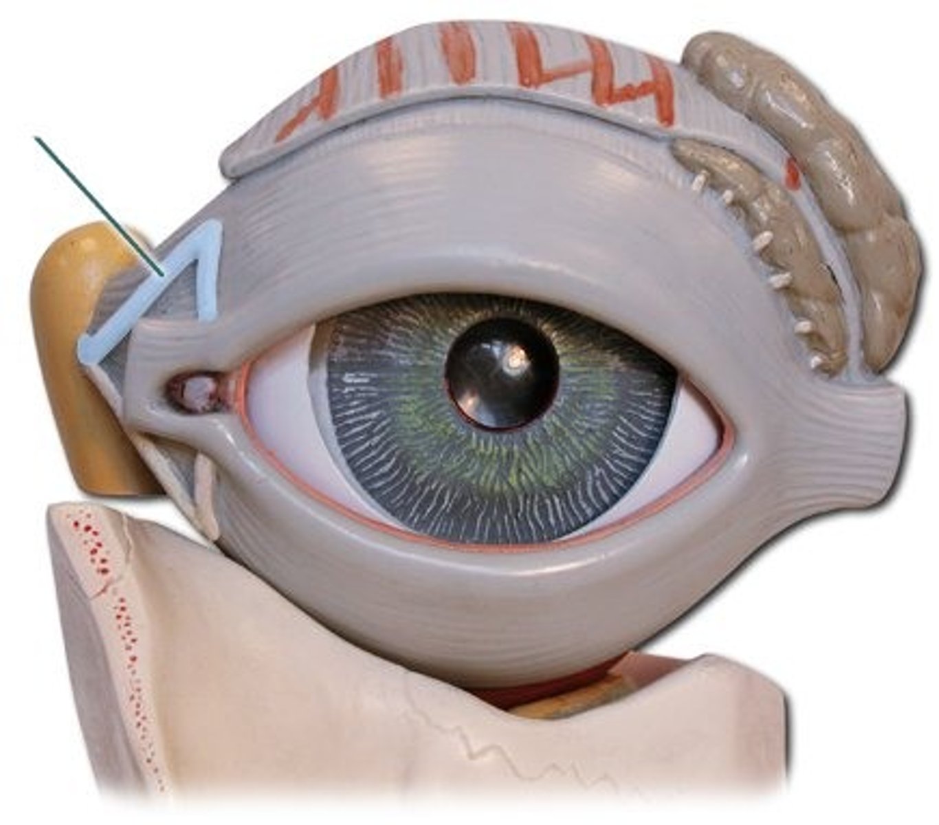 knowt flashcard image
