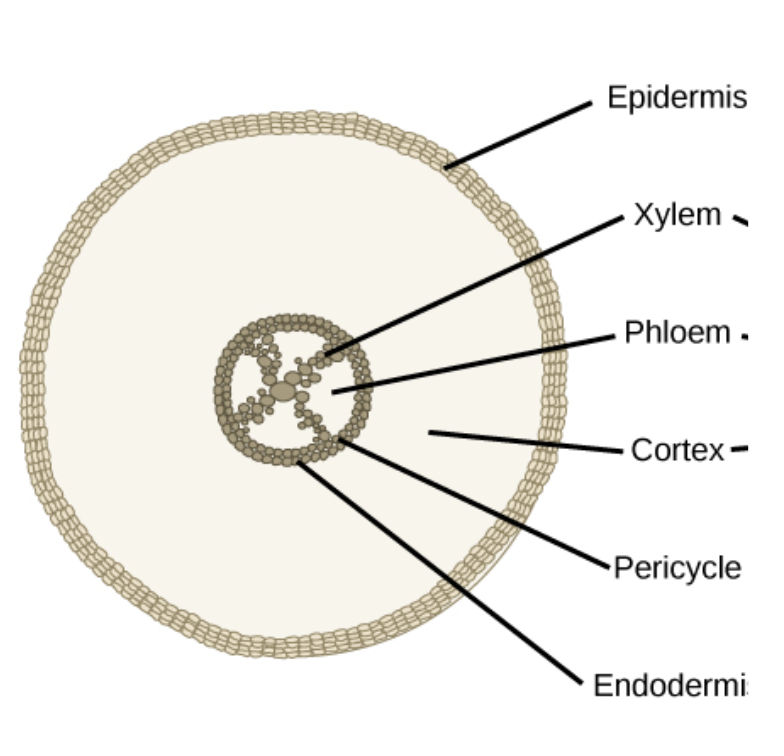 <ul><li><p>endodermis: <strong>layers of cell</strong> water pass through reach xylem</p></li><li><p>cortex: cells loosely packed - enable <strong>movement</strong> of water</p></li></ul><ul><li><p>epidermis: has <strong>root hair </strong>to <strong>increase water and mineral absorption</strong></p></li><li><p>xylem: transport of water from roots to leaves</p></li><li><p>phloem: transport of sugar from source to sink</p></li></ul><p></p>