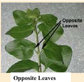 <p>opposite leaf arrangement</p>
