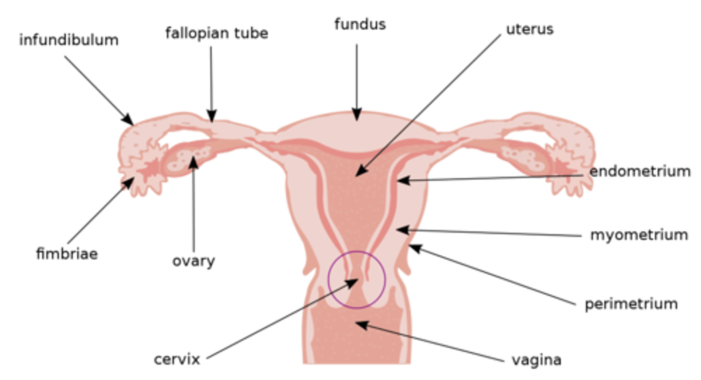 <p>perimetrium (outer layer); myometrium (smooth muscle, middle layer); endometrium (inner epithelial layer, lined by mucous membranes)</p>