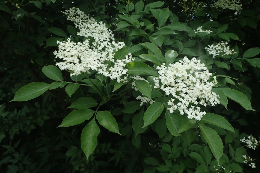 <p>black berries</p>