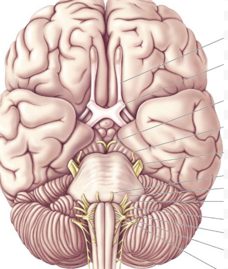<p>where is the trochlear nerve</p>