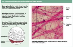 <p>Function: Wraps and cushions organs; its macrophages phagocytize bacteria; plays important role in inflammation; holds and conveys tissue fluid</p><p>Location: Widely distributed under epithelia of body, e.g., forms lamina propria of mucous membranes; packages organs; surrounds capillaries</p>