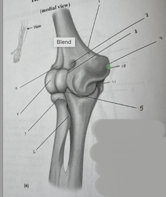 term image