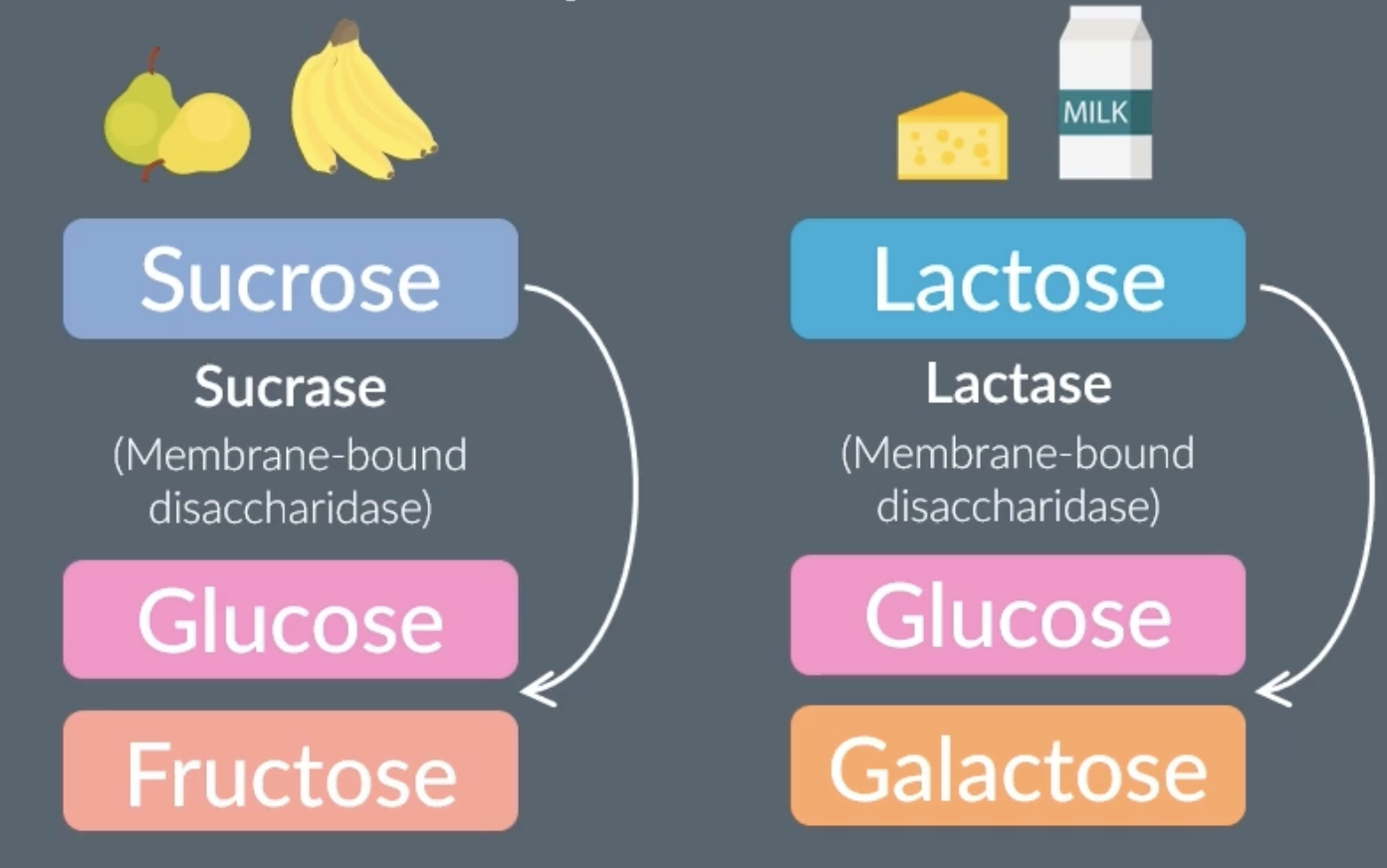 <p>in the ileum there is the enzyme <strong><em>sucrase</em></strong> a membrane bound disaccharidase) which is attached to the epithelial membrane. it hydrolyses the glycosidic bonds of sucrose(disaccharide) into glucose and fructose (monosaccharide)</p><p>in the ileum there is the enzyme <strong><em>maltase</em></strong> (a membrane bound disaccharidase) which is attached to the epithelial membrane. it hydrolyses the glycosidic bonds of maltose(disaccharide) into glucose (monosaccharide)</p><p>in the ileum there is the enzyme <strong><em>lactase</em></strong> (is a membrane bound disaccharidase) which is attached to the epithelial membrane. it hydrolyses the glycosidic bonds of lactose(disaccharide) into glucose and galactose(monosaccharide)</p><p></p><p></p>