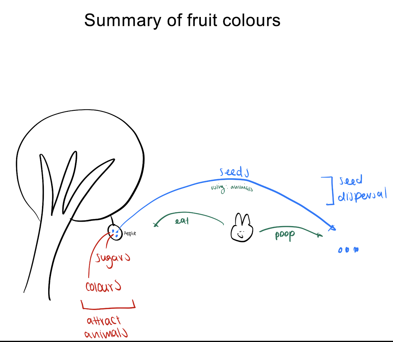<p>= for seed dispersal using hungry animals </p><p></p><p>→ fruit changing colour:</p><ul><li><p>immature fruit is green to synthesize sugars </p></li><li><p>mature fruit is red/orange/yellow/purple to attract animals </p></li></ul><p></p><p><u>colour meaning:</u></p><ol><li><p><strong>green → red, orange &amp; yellow = chloroplasts change into chromoplasts</strong></p></li></ol><p><em>(ex. tomatoes turn red, citrus fruits turn orange, bananas turn yellow)</em></p><ol start="2"><li><p><strong>green → blue &amp; purple = synthesis of anthocyanins </strong></p></li></ol><p><em>(ex. blueberries, blackberries)</em></p>