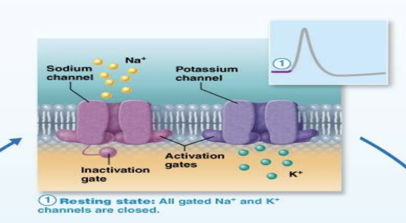 <p><strong>Generating an Action Potential</strong></p><p>During resting potential, are Na+ and K+ gates open or closed?</p>