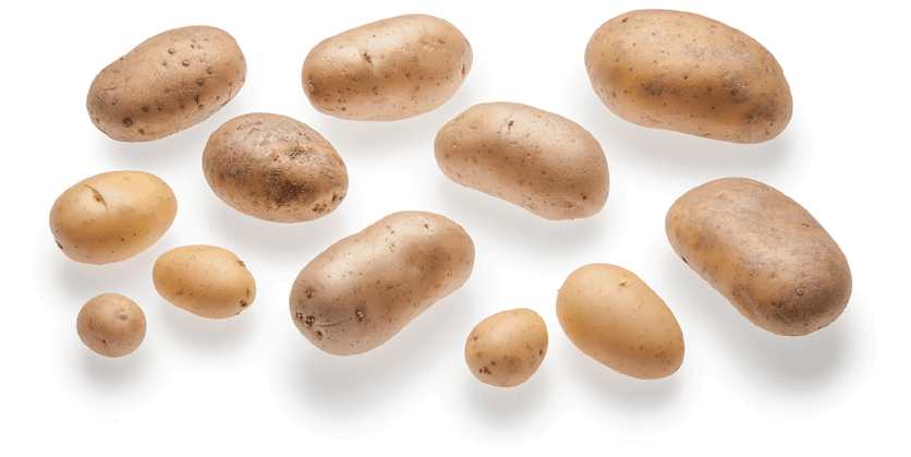 <p>Waxy potatoes / Batatas cerosas</p>