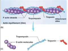 <p>G-actin consists of globular subunits containing myosin-binding sites. Many G-actin subunits join to form long F-actin filaments (in thin filamenst)</p>
