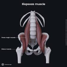 <p>located in <u>thigh/deep</u>; lift leg/trunk flexion</p>