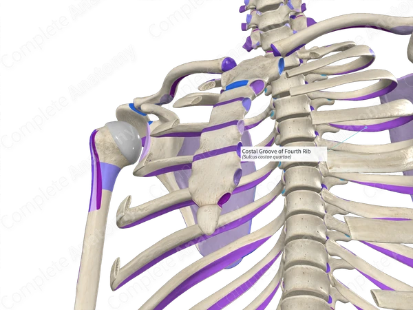 <p>indent on the inferior border of ribs 2-10</p>