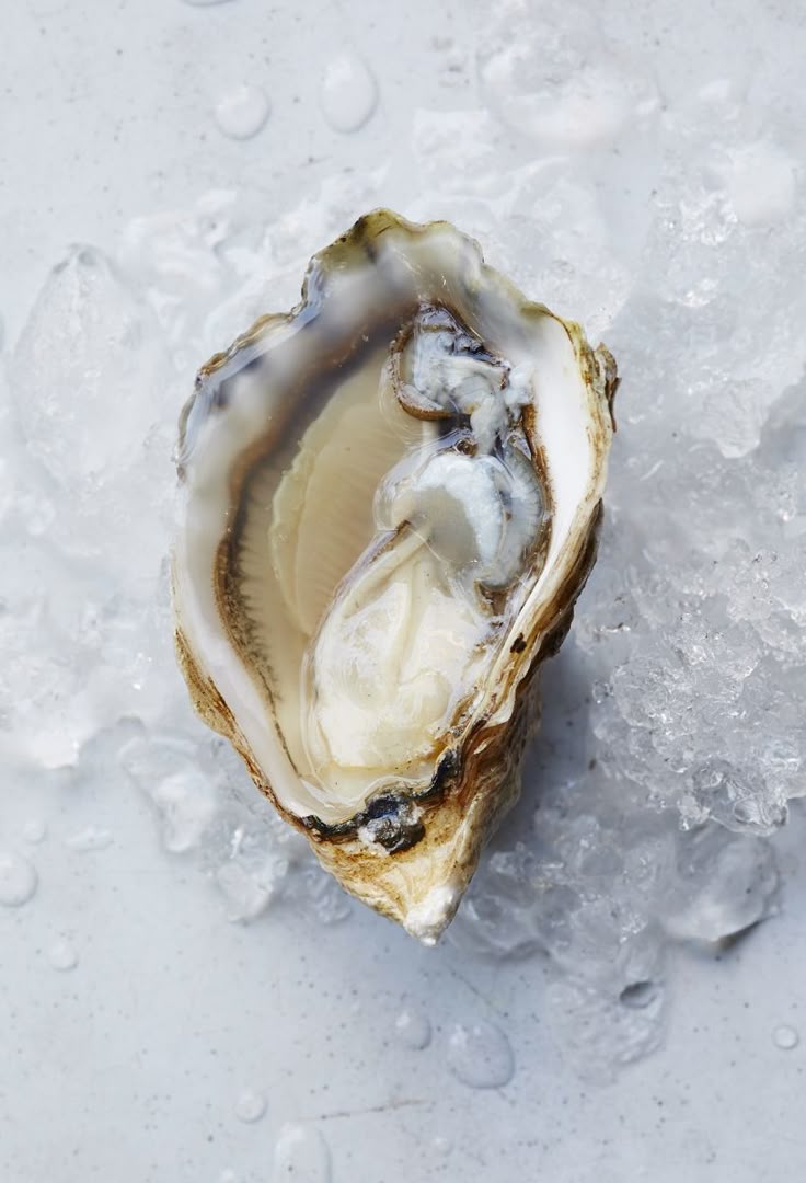 <p>Oyster ( ойстер)</p>