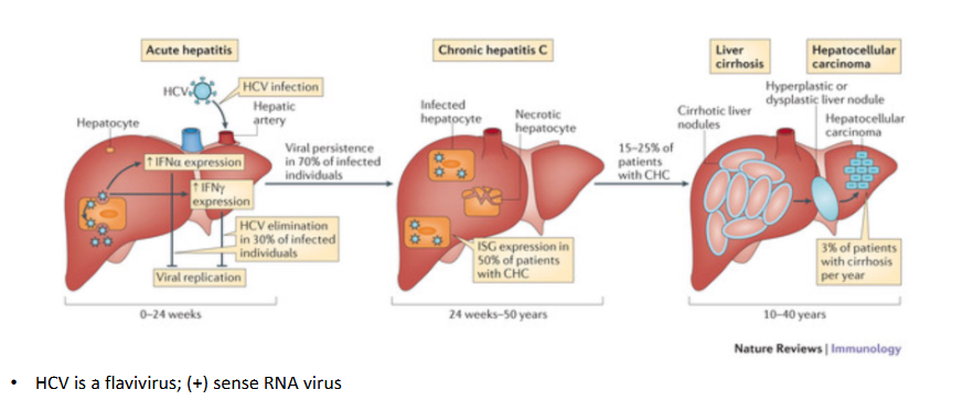 <p>- HCV is a flavivirus, positive sense RNA virus</p>