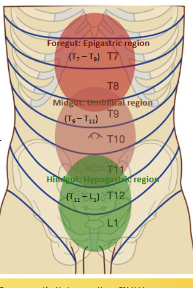 <p>Contains the midgut, located inferior to the subcostal and superior to the intertubercular planes. Contains the pancreas (2/2), descending duodenum (2/2), jejnum, ileum, appendix, cecum, ascending and transverse colon. All supplied with blood (and nerves) from the <strong>superior mesentaric = T<sub>9-11</sub></strong></p>
