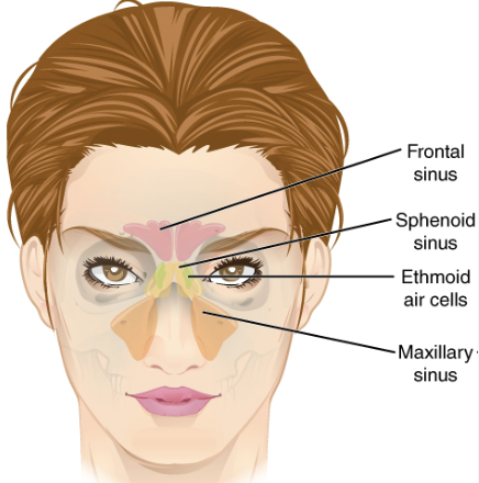 <p>Maxillary sinus </p>