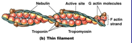 <p>2 twisted rows of globular G actin</p><p>Active sites on G actin strands bind to myosin</p>