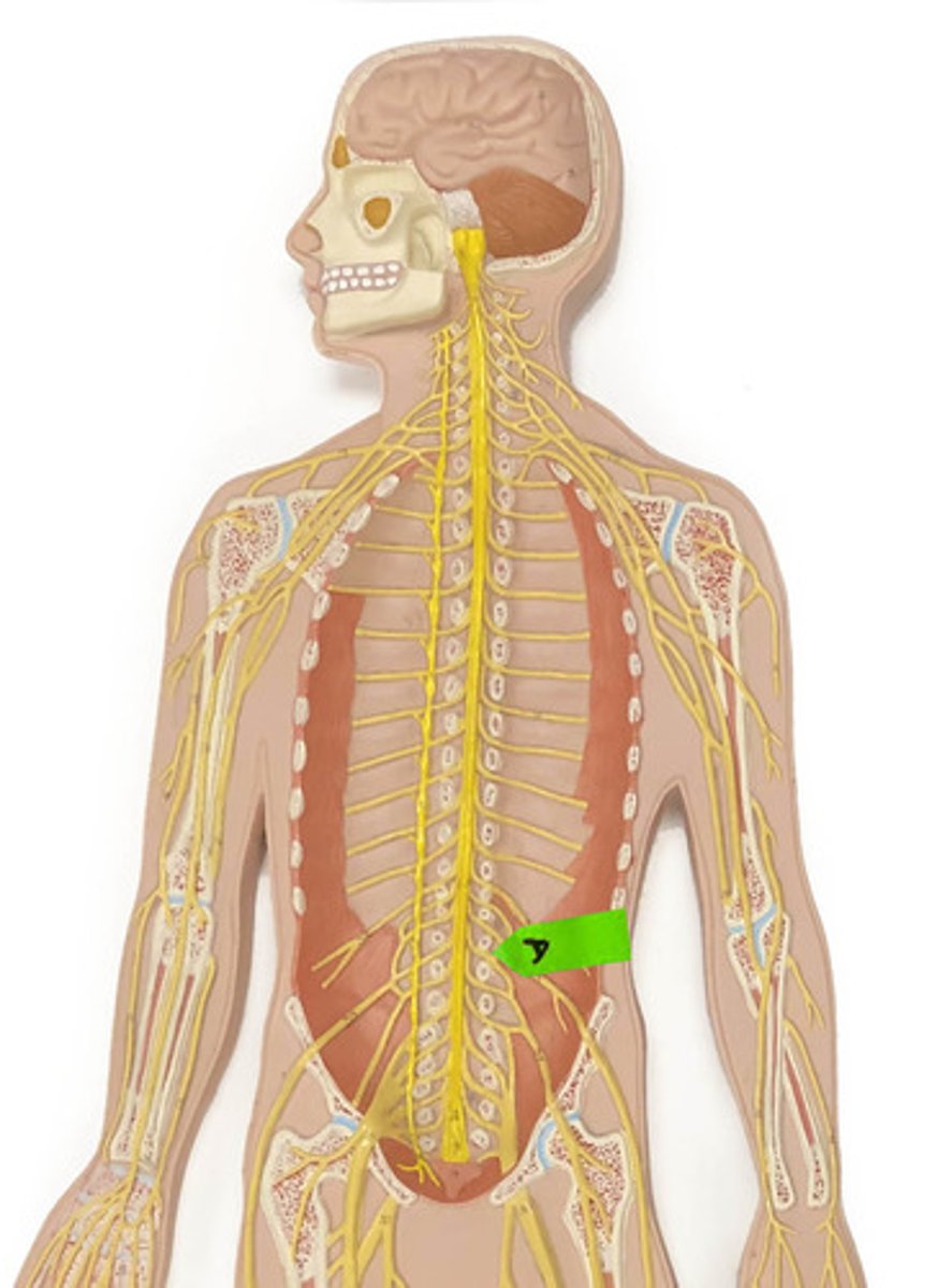 <p>Identify this network of nerves.</p>