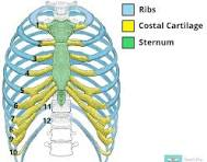 <p>we have 2 (11-12) are connected to the vertebrae but not the the sternum</p>