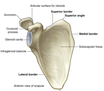 <p><span>Lateral border of the scapula enlarges superiorly to form the ___</span></p>