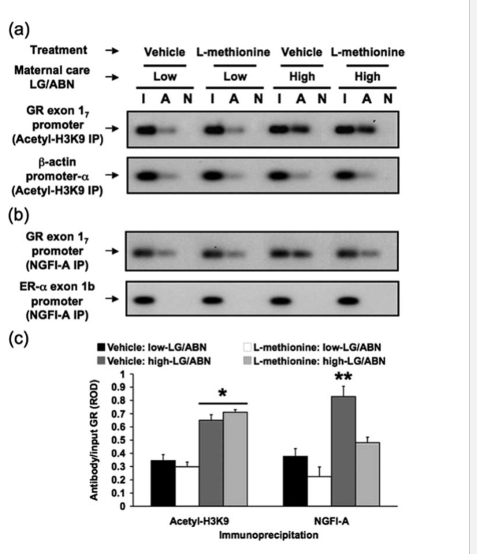 <p>There's a protein called NGFI-A that acts like an "on" switch — it physically attaches to the stress gene and helps turn it on. Offspring of attentive mothers had lots of NGFI-A attached. After methionine treatment, that protein could no longer bind — the newly added DNA "off" switches physically blocked it. Importantly, the histone acetylation (another layer of gene regulation, like how tightly DNA is wound) was <em>not</em> changed by methionine — so this was a very specific, targeted effect</p>