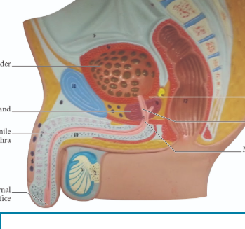 <p>word bank</p><p></p><p>prostate gland</p><p>spongy penile</p><p>prostatic urethra</p><p>urinary bladder</p><p>external urethral orifice</p><p>membranous urethra</p><p>internal urethral sphincter </p>