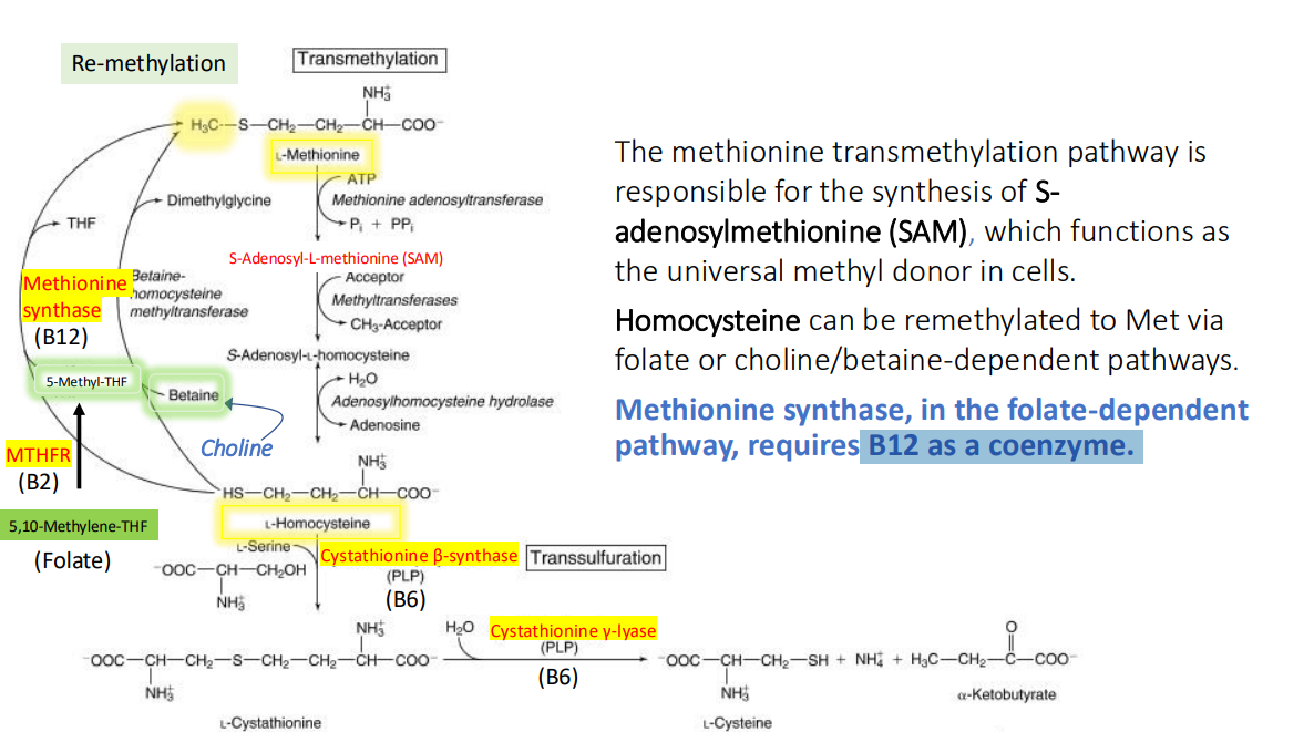 <p>B12 as a coenzyme.</p>