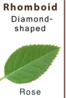 <p>Diamond</p>