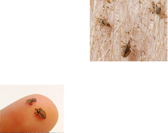 <p>Is this Haematopinus suis or Sarcoptes scabiei?</p>
