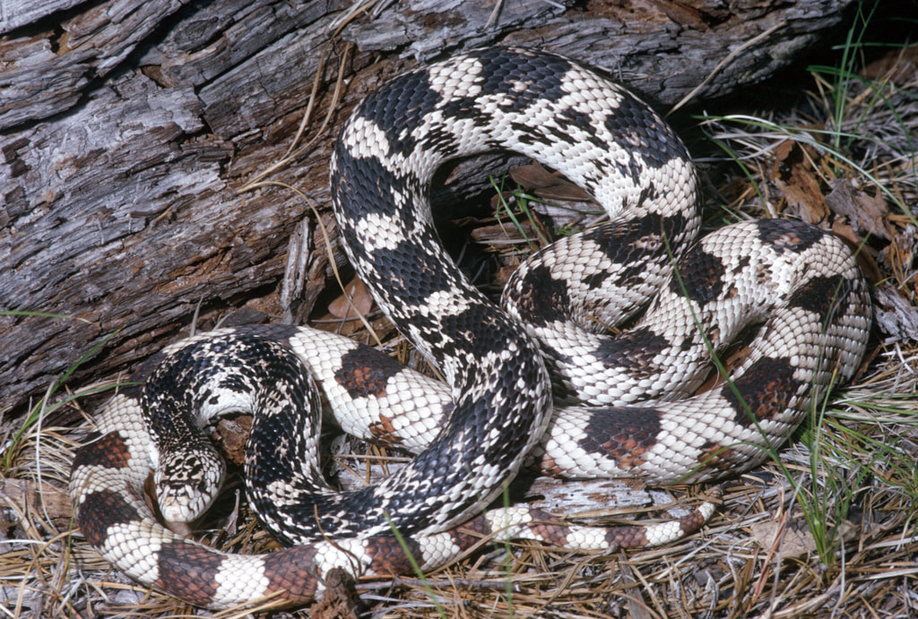 <p>Pituophis melanoleucus</p>