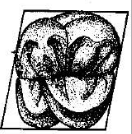 <p>Has a rhomboidal occlusal outline, wider crown mesially than distally</p><p>4 functional cusps and 1 afunctional cusp (carabelli)</p>