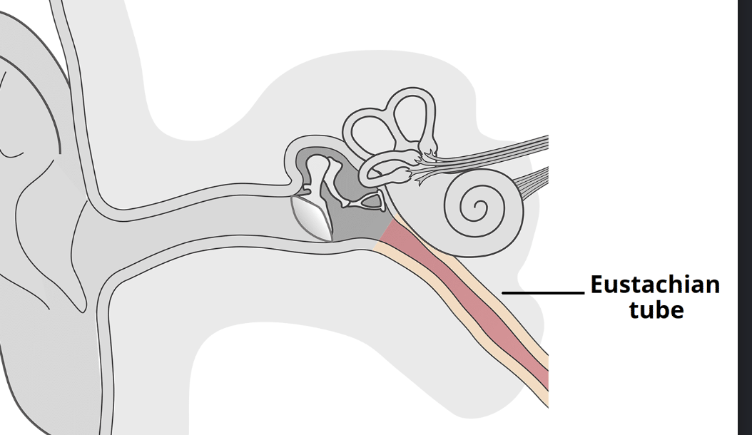 <p>connect the nasopharynx to each middle ear cavity</p>