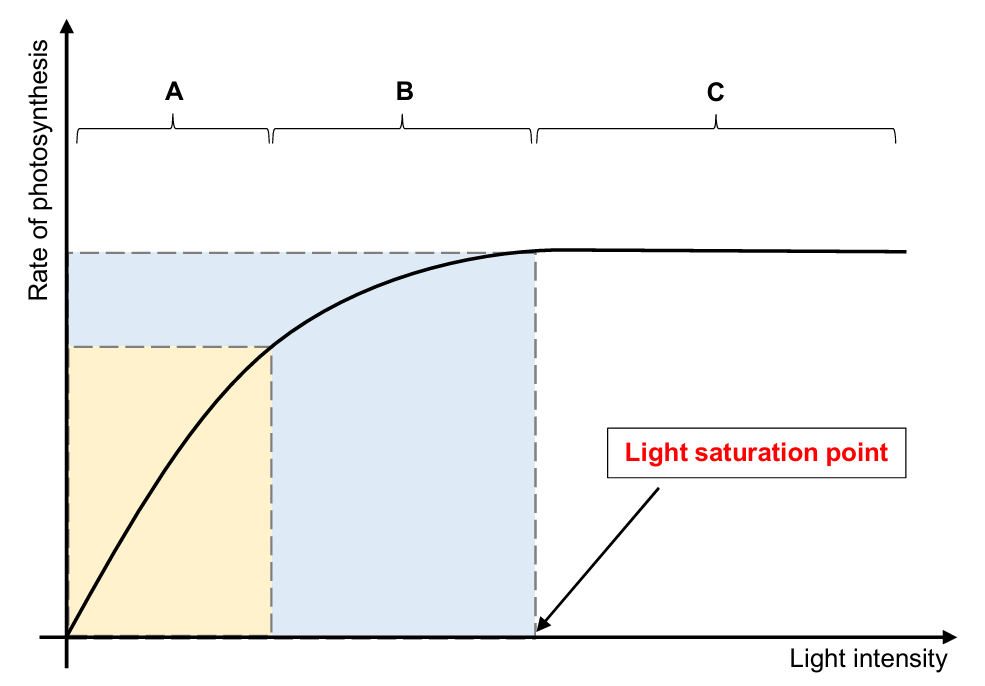 <ul><li><p>A: rate of photosynthesis increases steeply (and linearly)</p><ul><li><p>light intensity is the limiting factor</p></li><li><p>as light intensity increases, more light energy is absorbed by photosynthetic pigments</p></li><li><p>rate of photoactivation of special chlorophyll a increases, and the rate of light reaction and photosynthesis increases</p></li></ul></li><li><p>B: rate of photosynthesis increases gradually → slows down</p><ul><li><p>another factor is becoming the limiting factor</p></li></ul></li><li><p>C: rate of photosynthesis remains constant / is at its maximum</p><ul><li><p>light saturation point is reached</p></li><li><p>light intensity is no longer the limiting factor; another factor is the limiting factor [it could be CO2 or<br>temperature]</p></li></ul></li></ul><p></p>